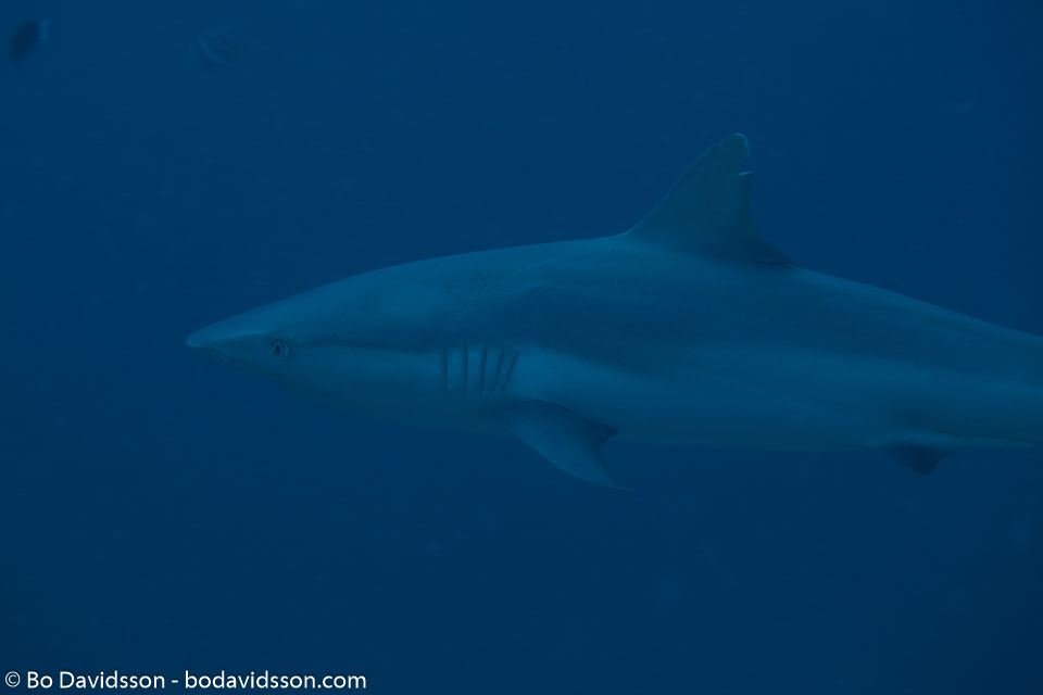 BD-150426-Maldives-8784-Carcharhinus-amblyrhynchos-(Bleeker.-1856)-[Grey-reef-shark.-Grå-revhaj].jpg